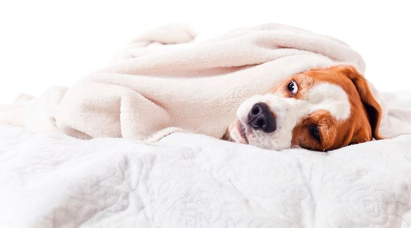 dog-blanket